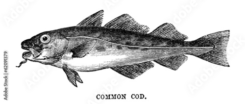 common cod