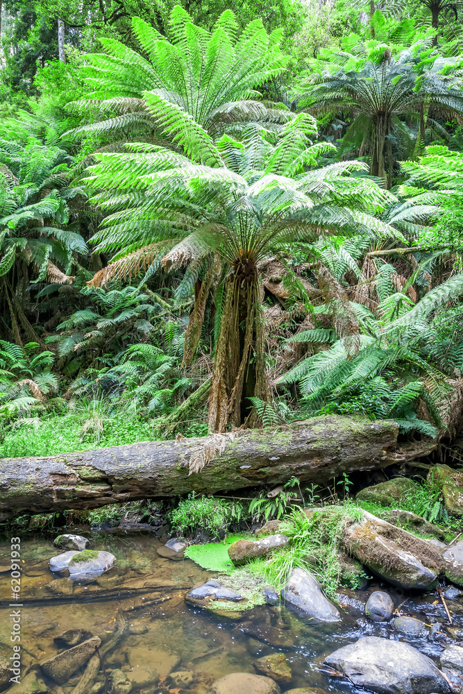 tropical Australia tropical Australia