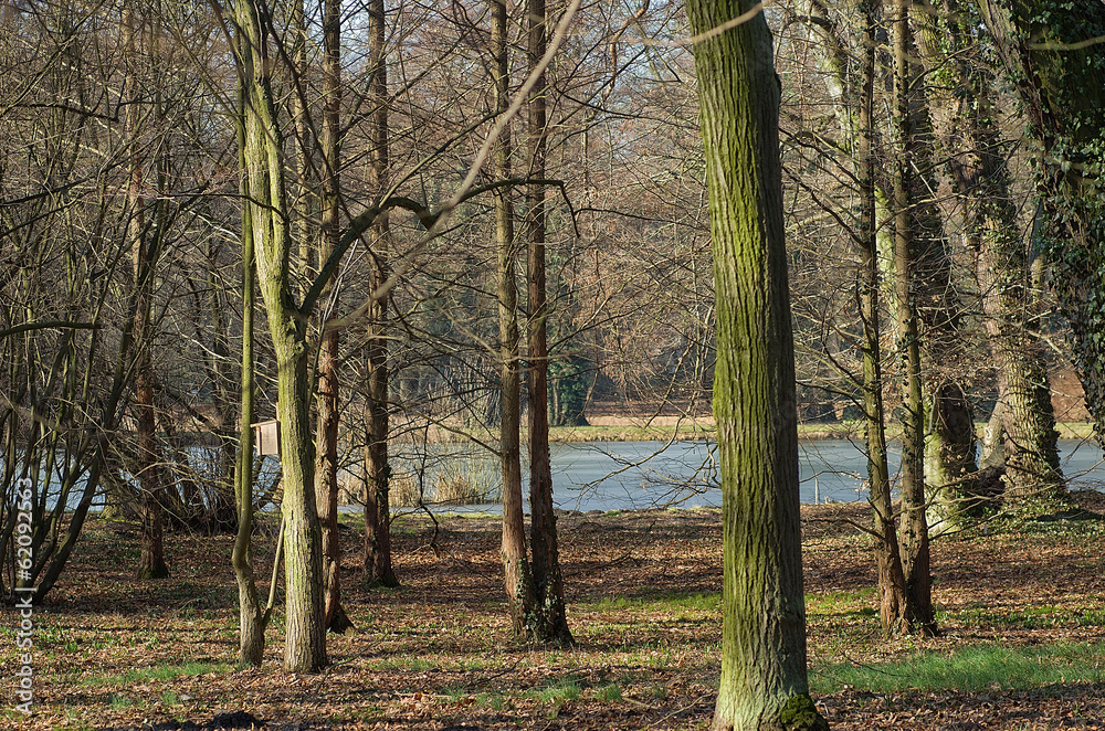 small pond in the woods, visible through the trees