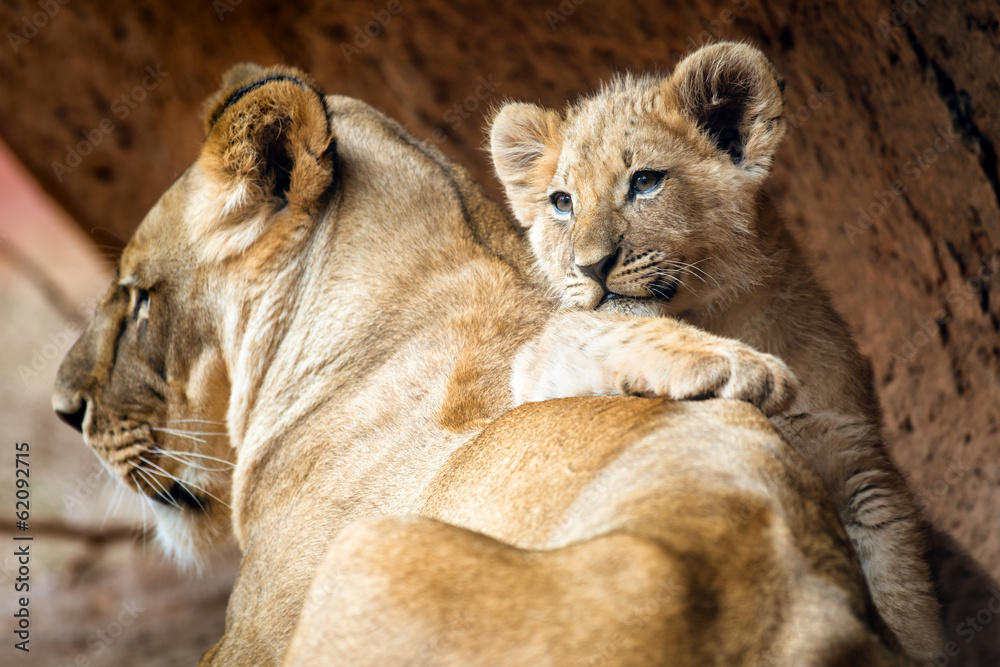 Fototapeta premium African lion cub resting on his mother lioness