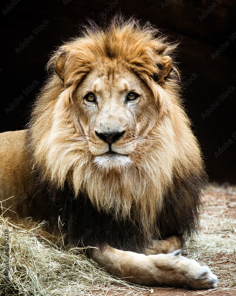 Fototapeta premium Portrait of male African lion