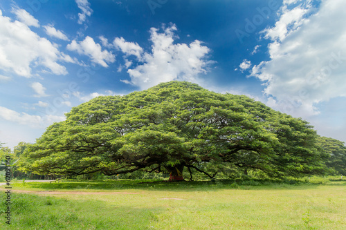 The largest monkey pod tree on the blue sky