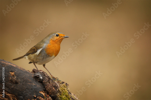 Forest robin © Natureimmortal