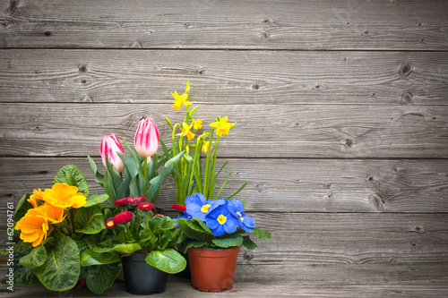 spring flowers in pots on wooden background