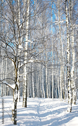 Walkway in winter sunny forest