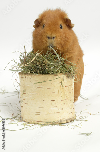 Meerschweinchen, frisches Heu photo