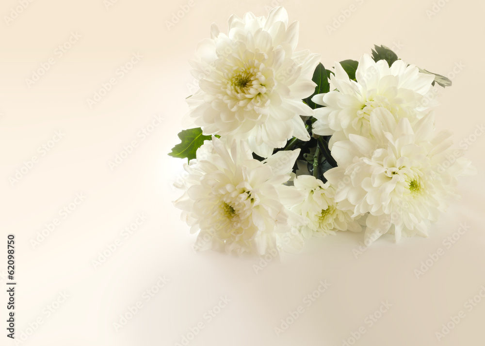 Chrysanthemums Chrysanthemums