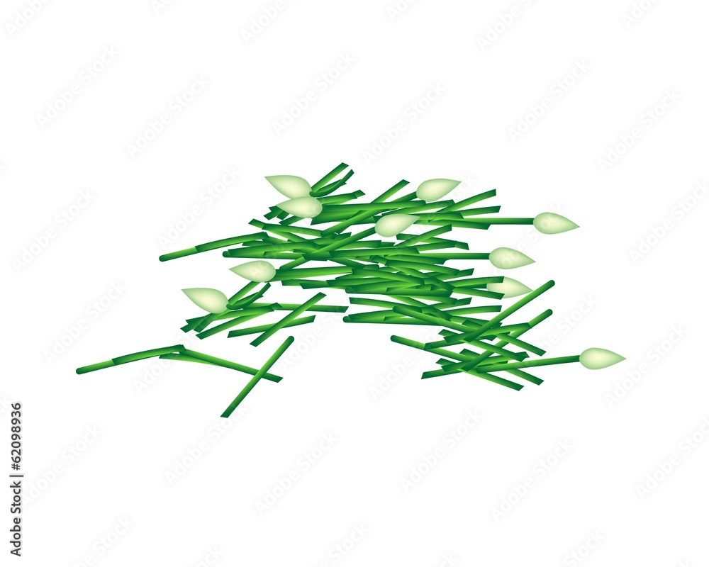 Fresh Chopped Garlic Chives on White Background Fresh Chopped Garlic Chives on White Background