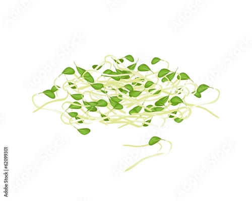 Fresh Mung Beans Sprouts on White Background
