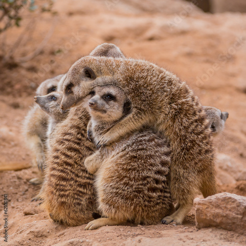 Obraz na plátně Group of meerkats hugging