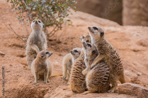 Fototapeta Group of meerkats