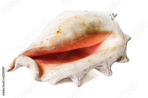 old sea shell isolated on a white background