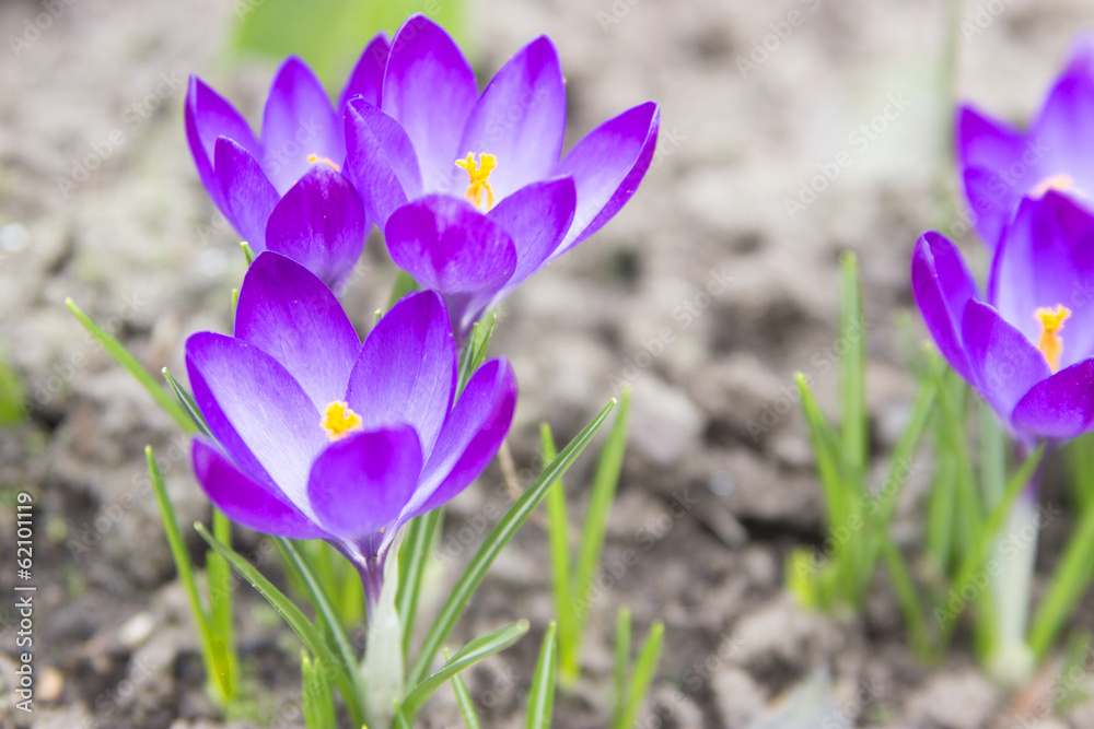 Crocus flowers