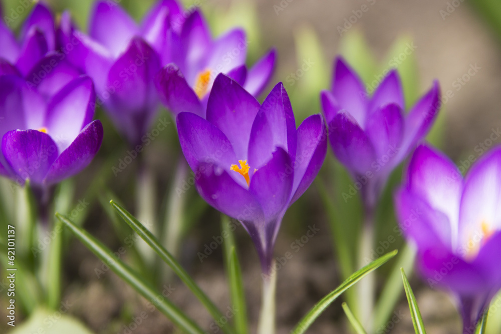 Crocus flowers Crocus flowers