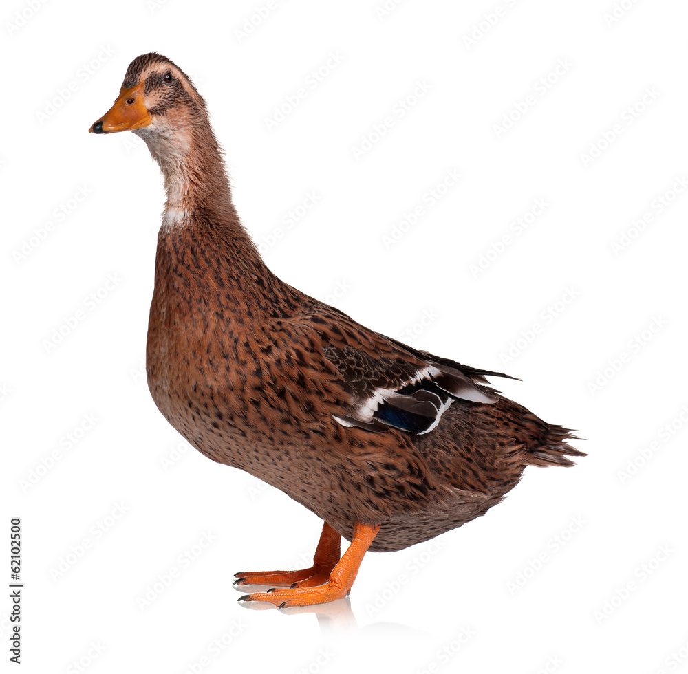 Domestic duck Domestic duck