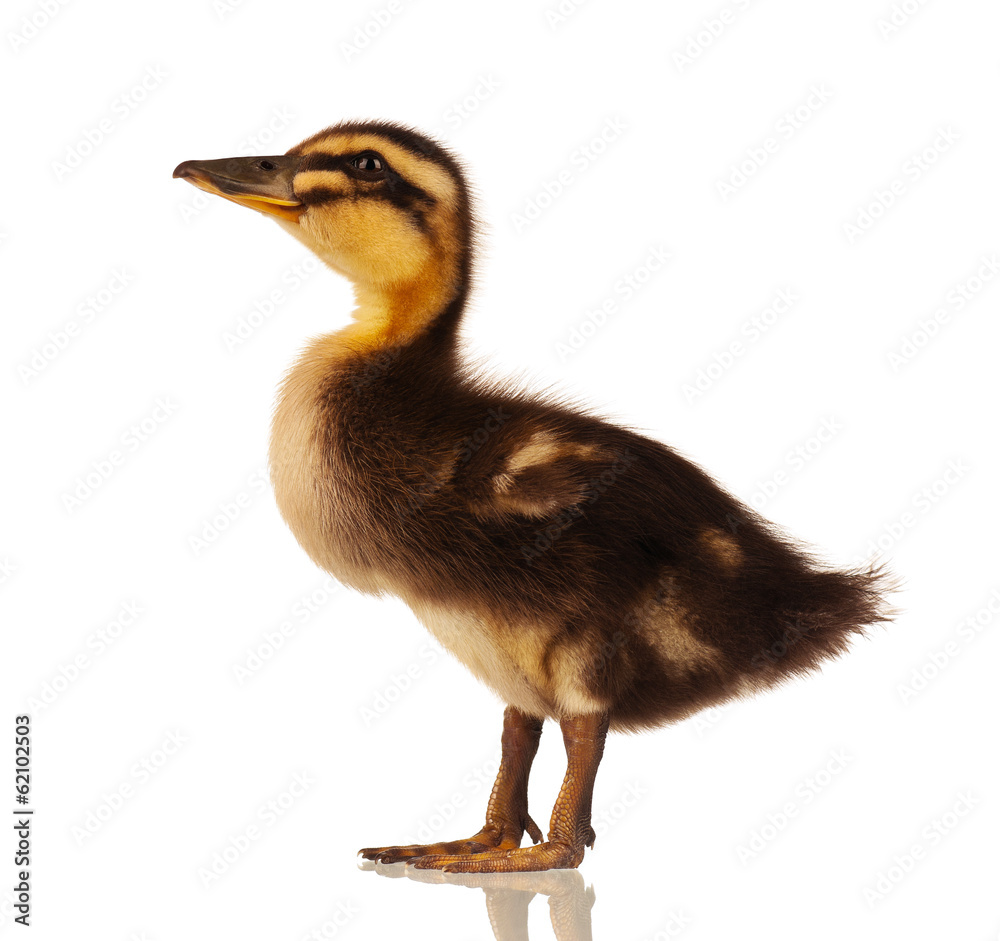 Domestic duckling