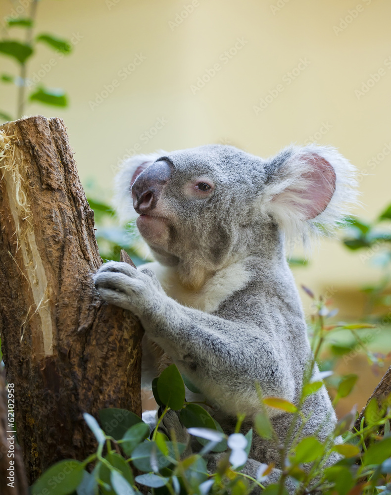 Obraz premium koala bear in forest