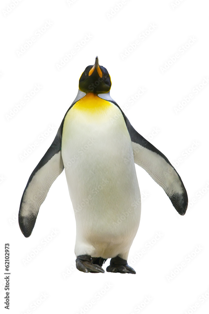 Naklejka premium Emperor penguins
