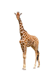 Leinwandbilder Giraffe Giraffa camelopardalis in der Savanne  © Igor Dmitriev