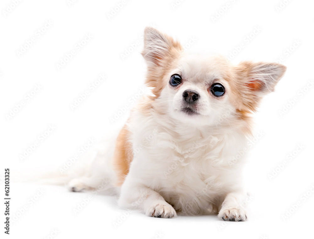 furry white with red  Chihuahua dog on white background