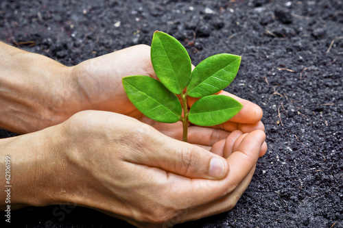 two hands holding a young green plant / planting tree