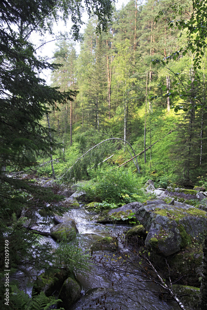 Belokurikha river in the forest on the hillside Sinyuha. Altai K