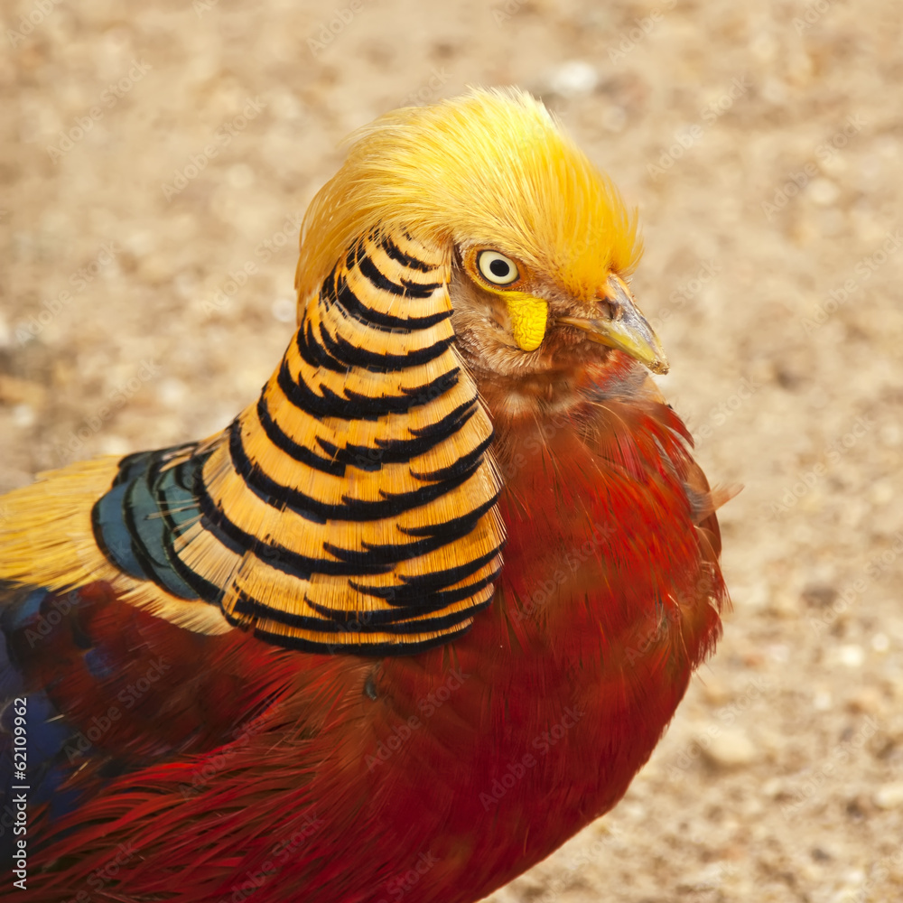 Fototapeta premium Golden pheasant close up.