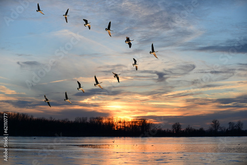 Obraz na plátne Canadian Geese Flying in V Formation