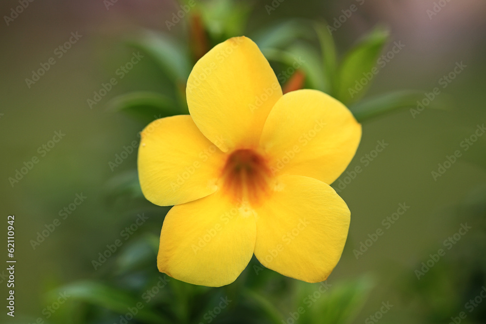 Yellow allamanda split from background