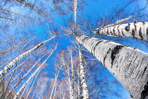 Fototapeta samoprzylepna Drewno brzozy