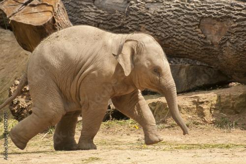 Young Asian elephant