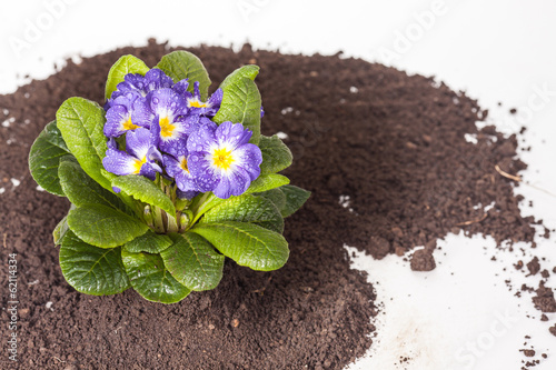 Blue flower with green leaf root on soil isolated background