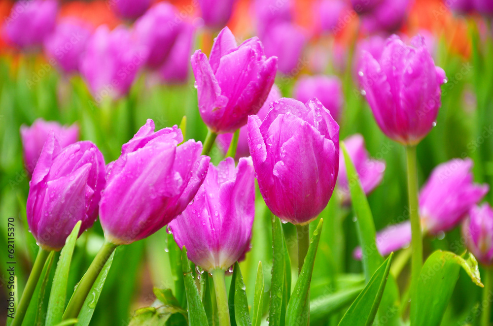 Purple Tulips