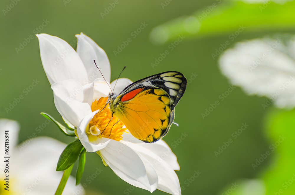 Fototapeta premium common tiger butterfly on white flower