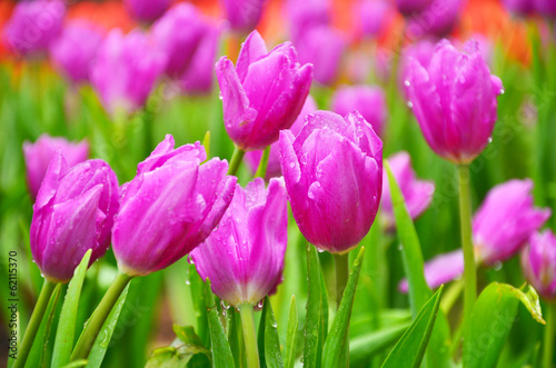 Fototapeta Naklejka Na Ścianę i Meble -  Purple Tulips