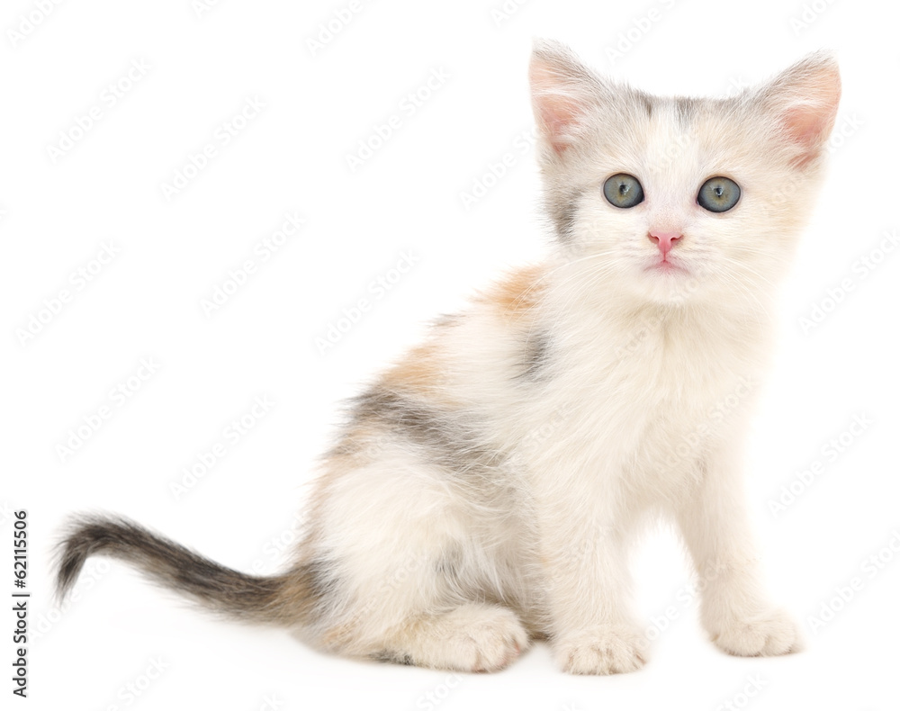 Fototapeta premium Kitten on a white background