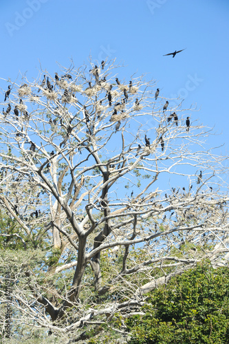 Bird island on the lake of Suchitlan near Suchitoto photo