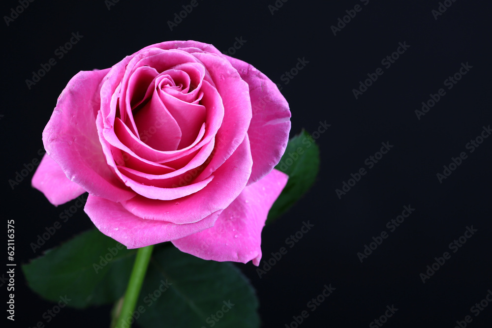 Pink rose isolated on black Pink rose isolated on black