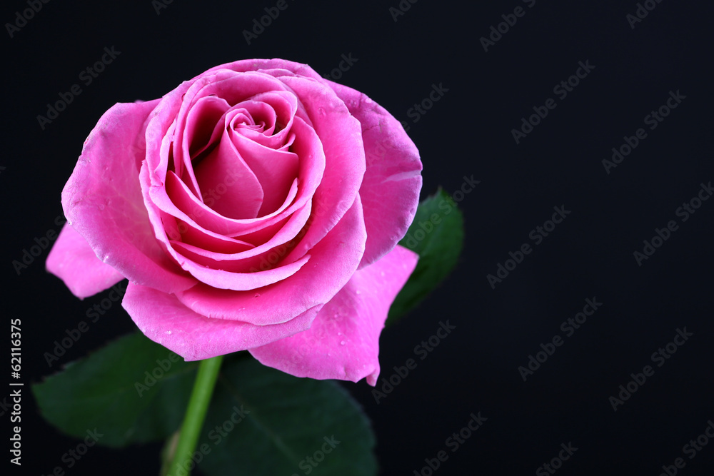 Pink rose isolated on black