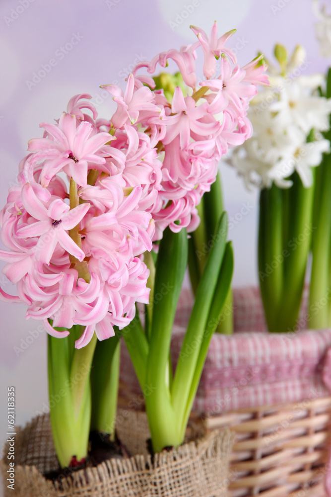 Hyacinth on bright background