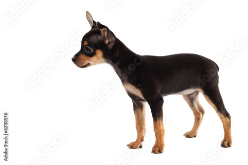 Konstfotografi Toy-terrier puppy isolated on white background