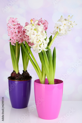 Hyacinth flowers in pots on table on bright background