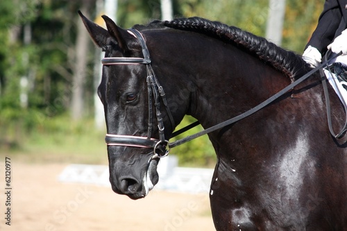 Black horse portrait during dressage competition