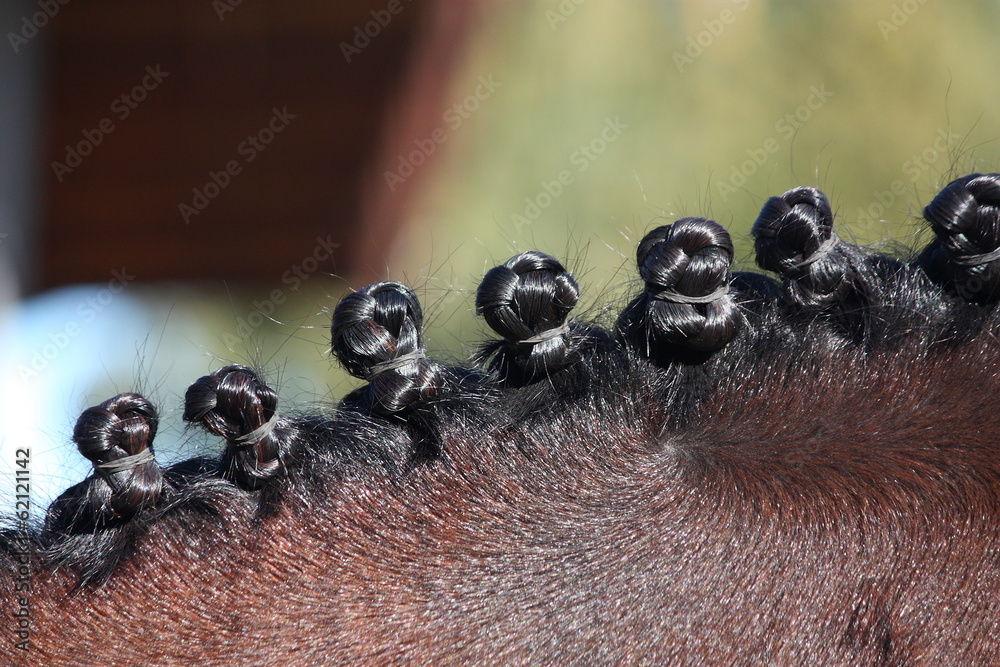 Fototapeta premium Close up of braided horse mane