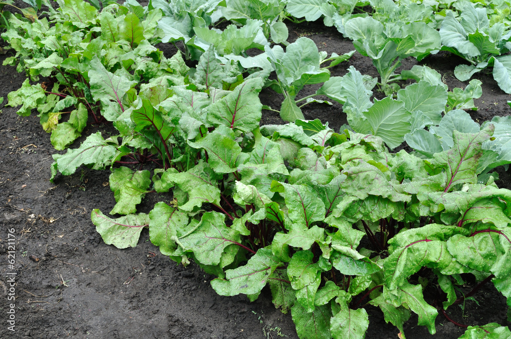 vegetable garden vegetable garden