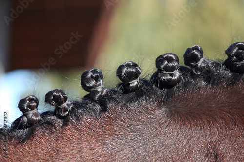 Close up of braided horse mane