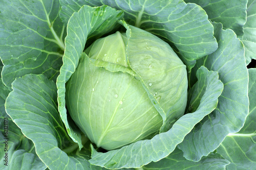 Canvas Print close-up of fresh cabbage