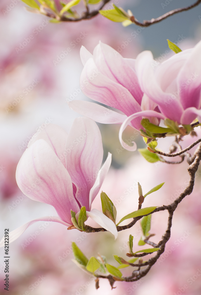 Obraz premium Magnolia flower in springtime
