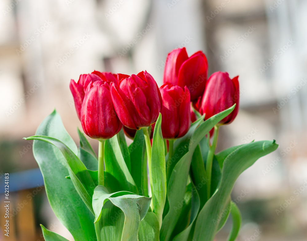 Naklejka premium Rote Tulpen