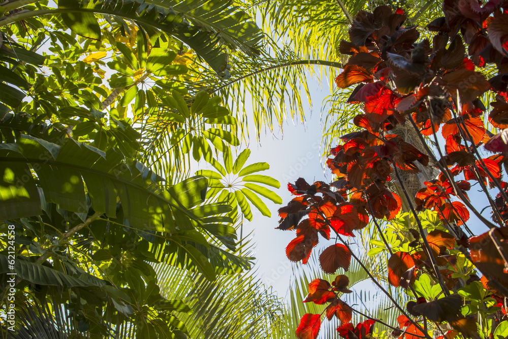 Fototapeta premium Jungle tree roof